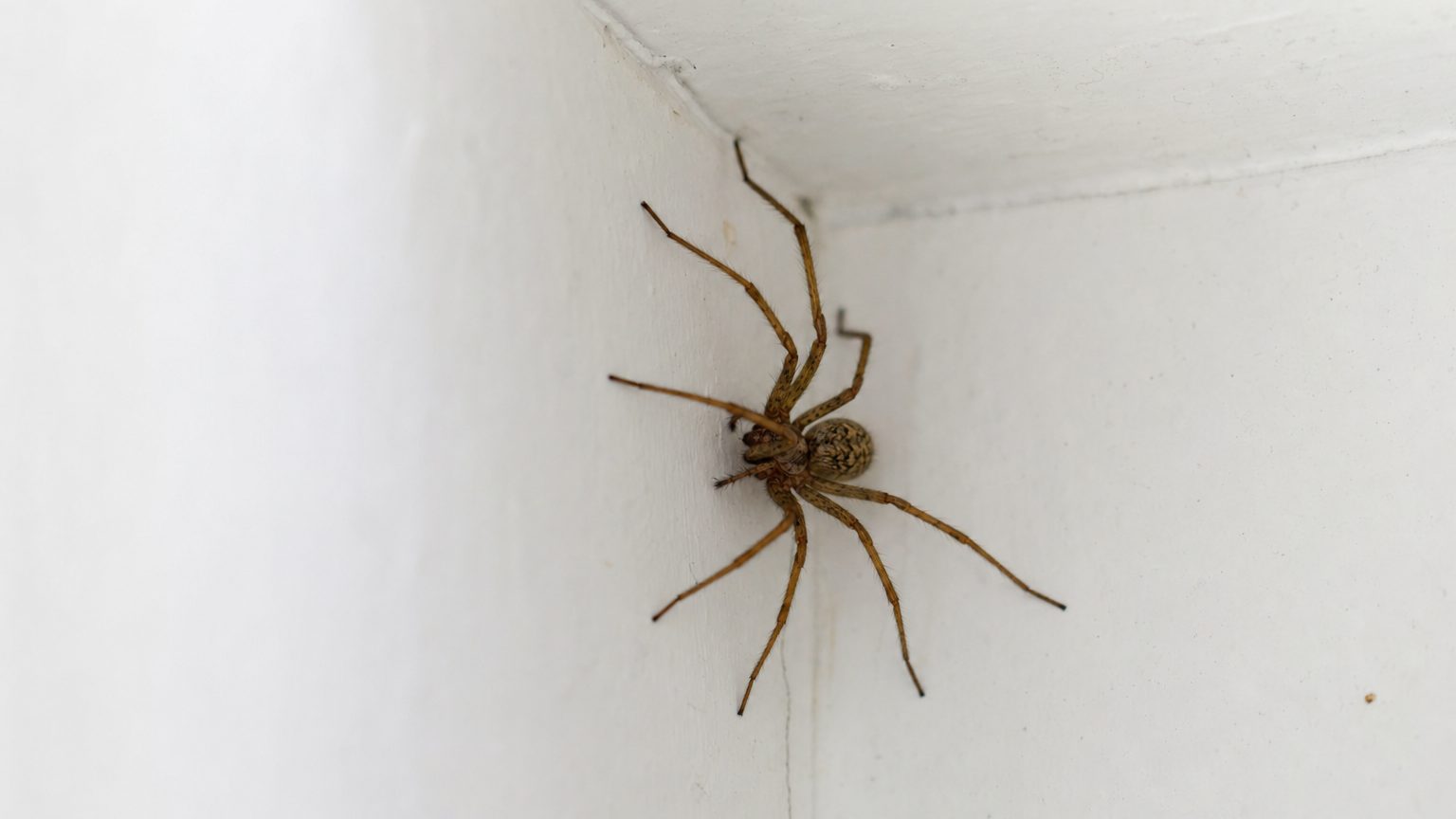 Araignée de maison inoffensive sur un mur